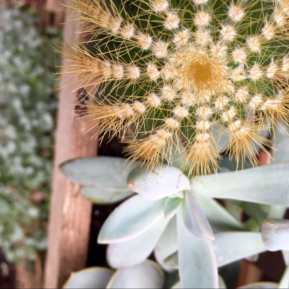 Meet your Posher, Am